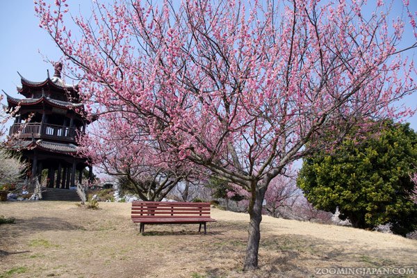 🌸 세계의 매화 공원 (세카이노우메코엔) 이미지 1